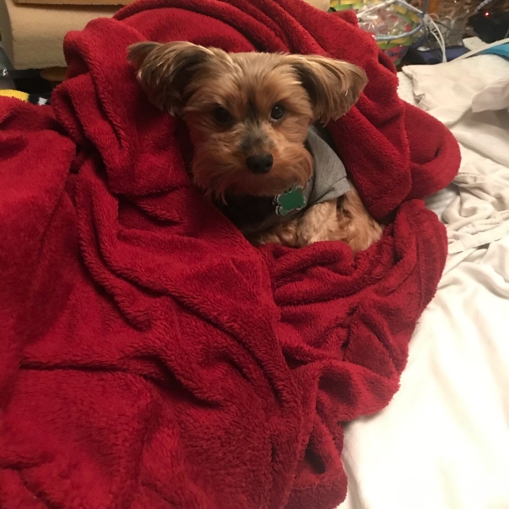 Meet your Posher, Luna